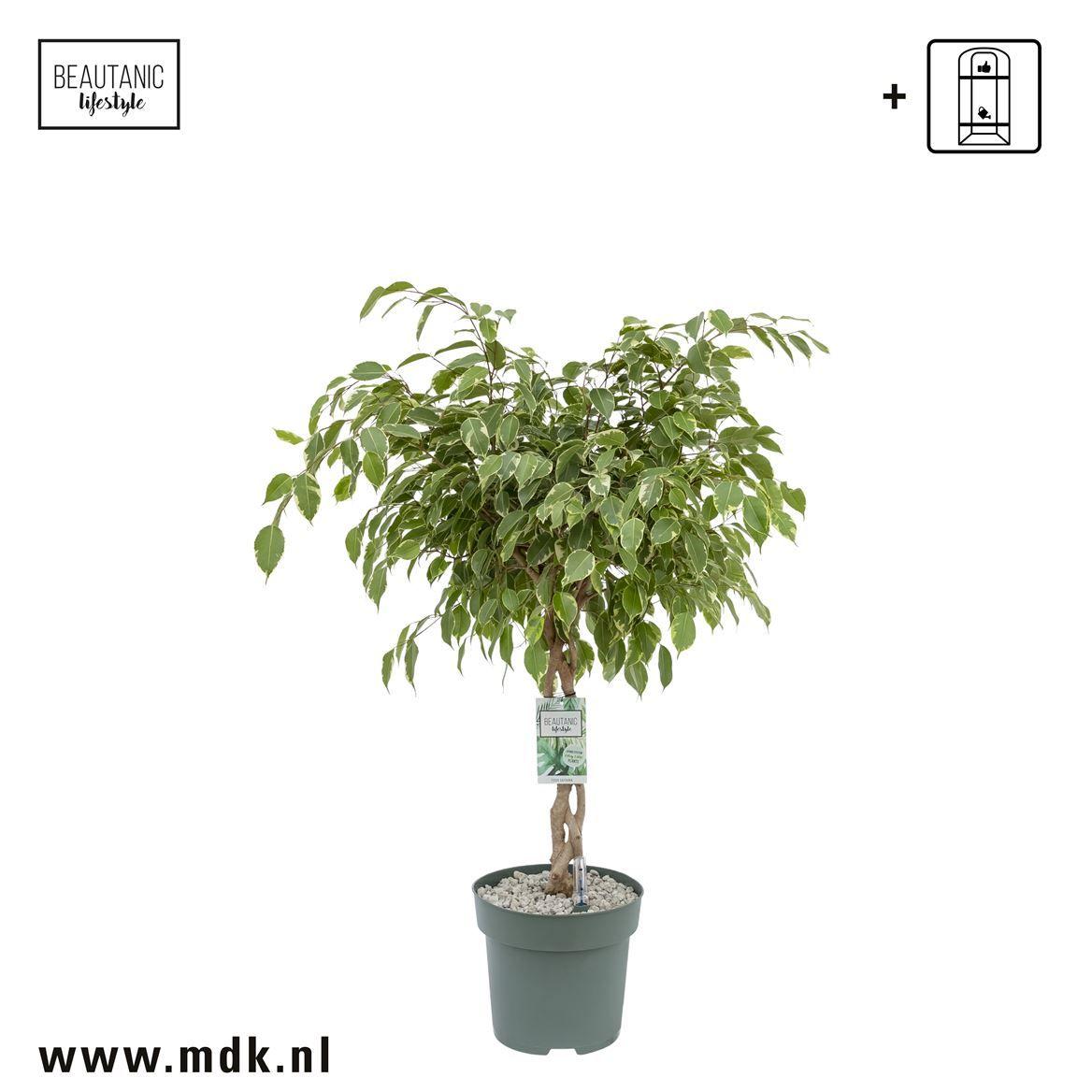 Горшечные цветы и растения оптом Ficus Be Golden King Twisted от 1шт из Голландии с доставкой по России