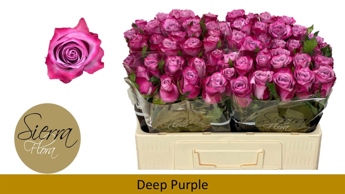 Срезанные цветы оптом Rosa large deep purple от 60шт. из Голландии с доставкой по России