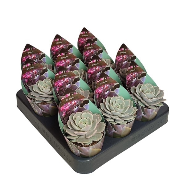Горшечные цветы и растения оптом Echeveria Lola Potcover от 12шт (для телеги) из Голландии с доставкой по России
