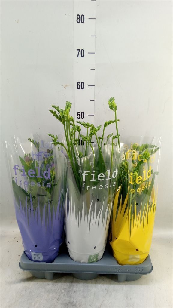 Горшечные цветы и растения оптом Freesia   ... от 6шт из Голландии с доставкой по России