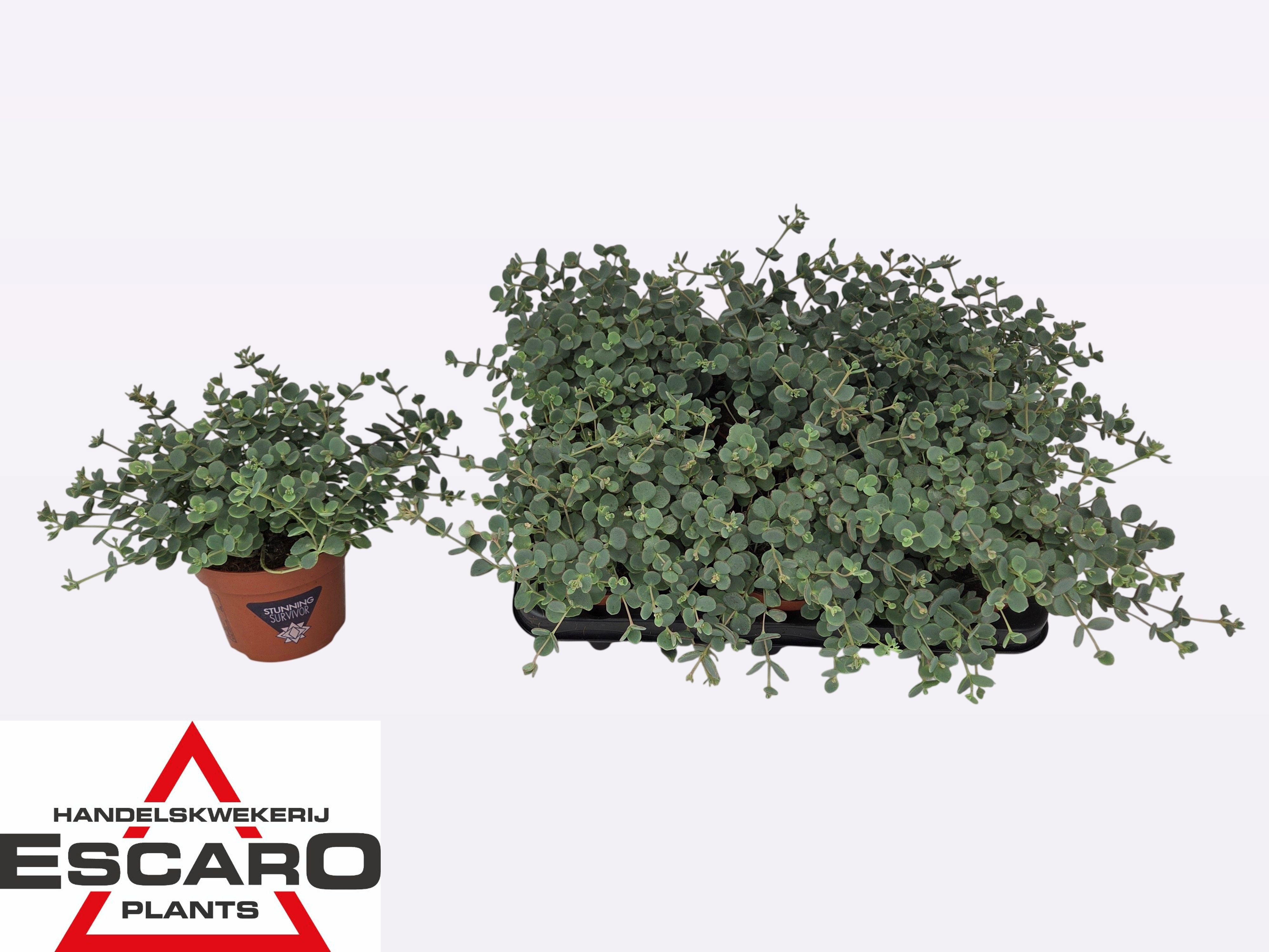Горшечные цветы и растения оптом Sedum Sieboldii от 6шт из Голландии с доставкой по России