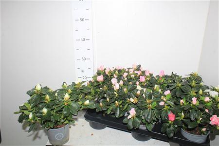 Горшечные цветы и растения оптом Rhodo Si Ov от 10шт из Голландии с доставкой по России