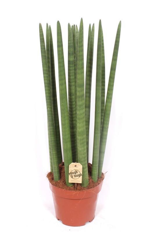 Горшечные цветы и растения оптом Sansevieria Straight от 1шт из Голландии с доставкой по России