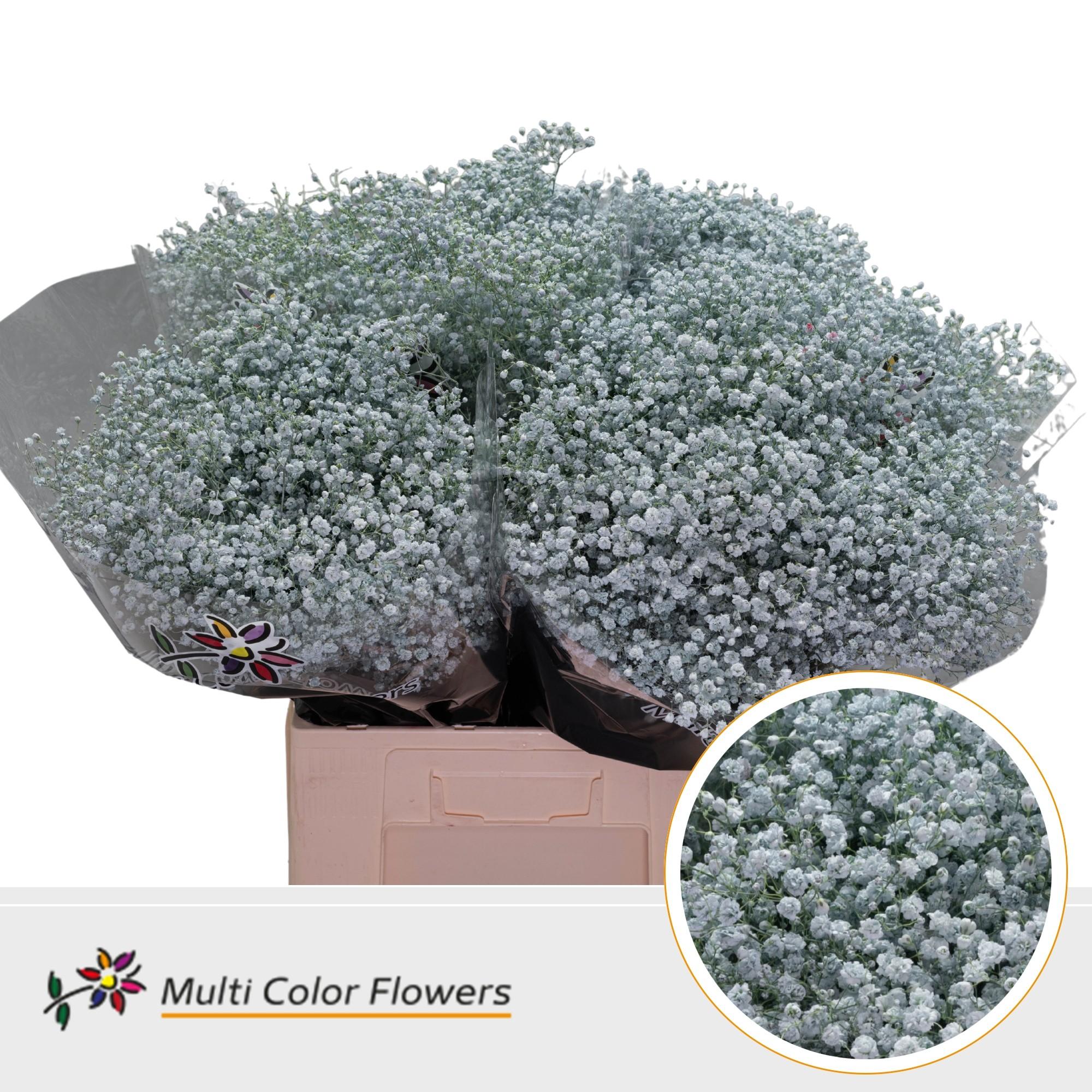 Срезанные цветы оптом Gyps large paint blue light от 100шт. из Голландии с доставкой по России