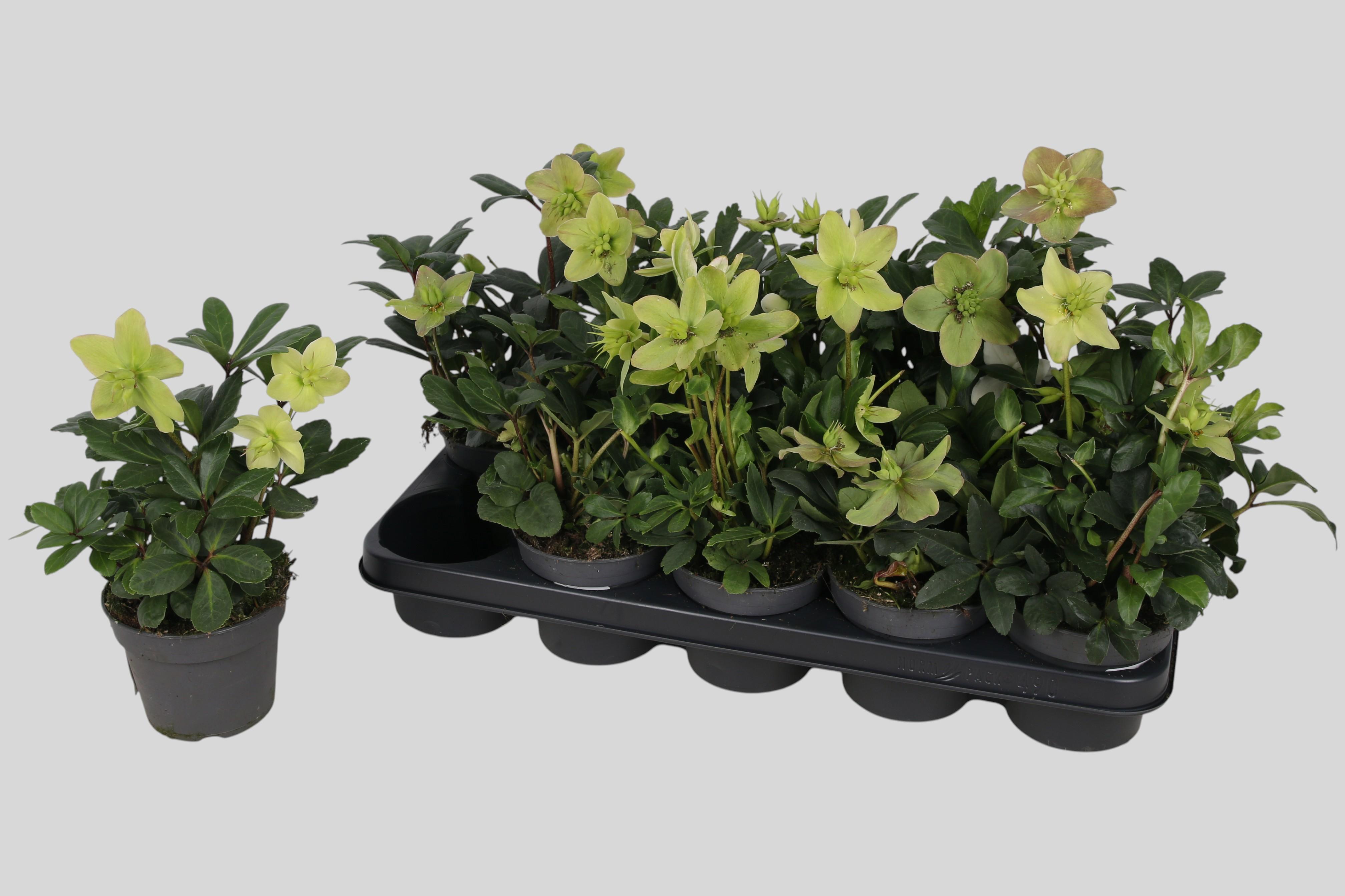 Горшечные цветы и растения оптом Hell Ni Advent Star от 10шт из Голландии с доставкой по России Горшечные цветы и растения оптом Hell Ni Advent Star от 10шт из Голландии с доставкой по России