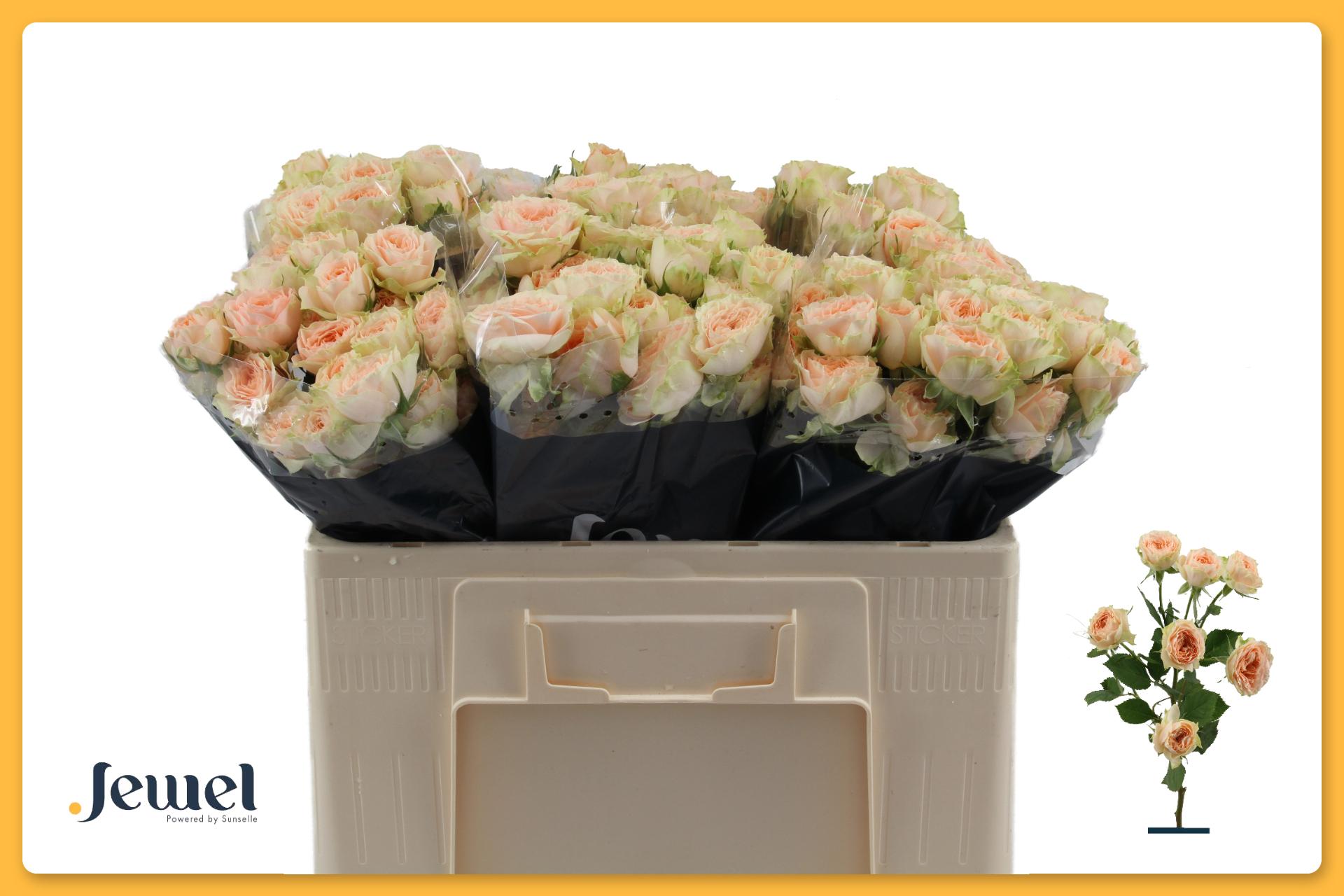 Срезанные цветы оптом Rosa spray holly от 30шт из Голландии с доставкой по России