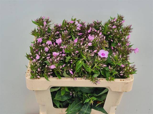 Срезанные цветы оптом Phlox sweet lexy от 50шт из Голландии с доставкой по России Срезанные цветы оптом Phlox sweet lexy от 50шт из Голландии с доставкой по России