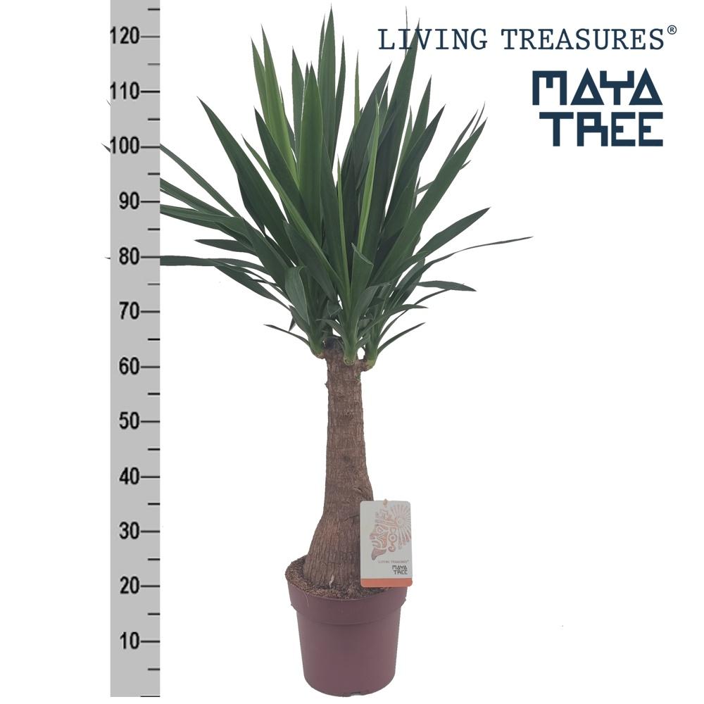 Горшечные цветы и растения оптом Yuc Elephantipes от 1шт из Голландии с доставкой по России