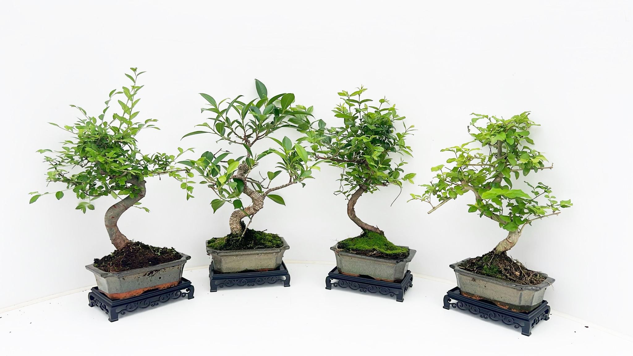 Горшечные цветы и растения оптом Bonsai Mix With Table от 10шт из Голландии с доставкой по России
