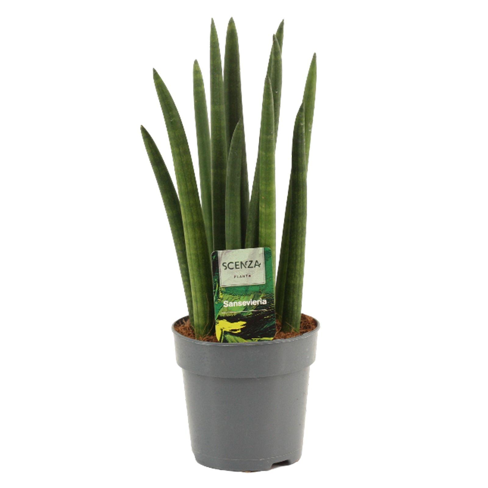 Горшечные цветы и растения оптом Sansevieria Cylindrica Rocket от 10шт из Голландии с доставкой по России