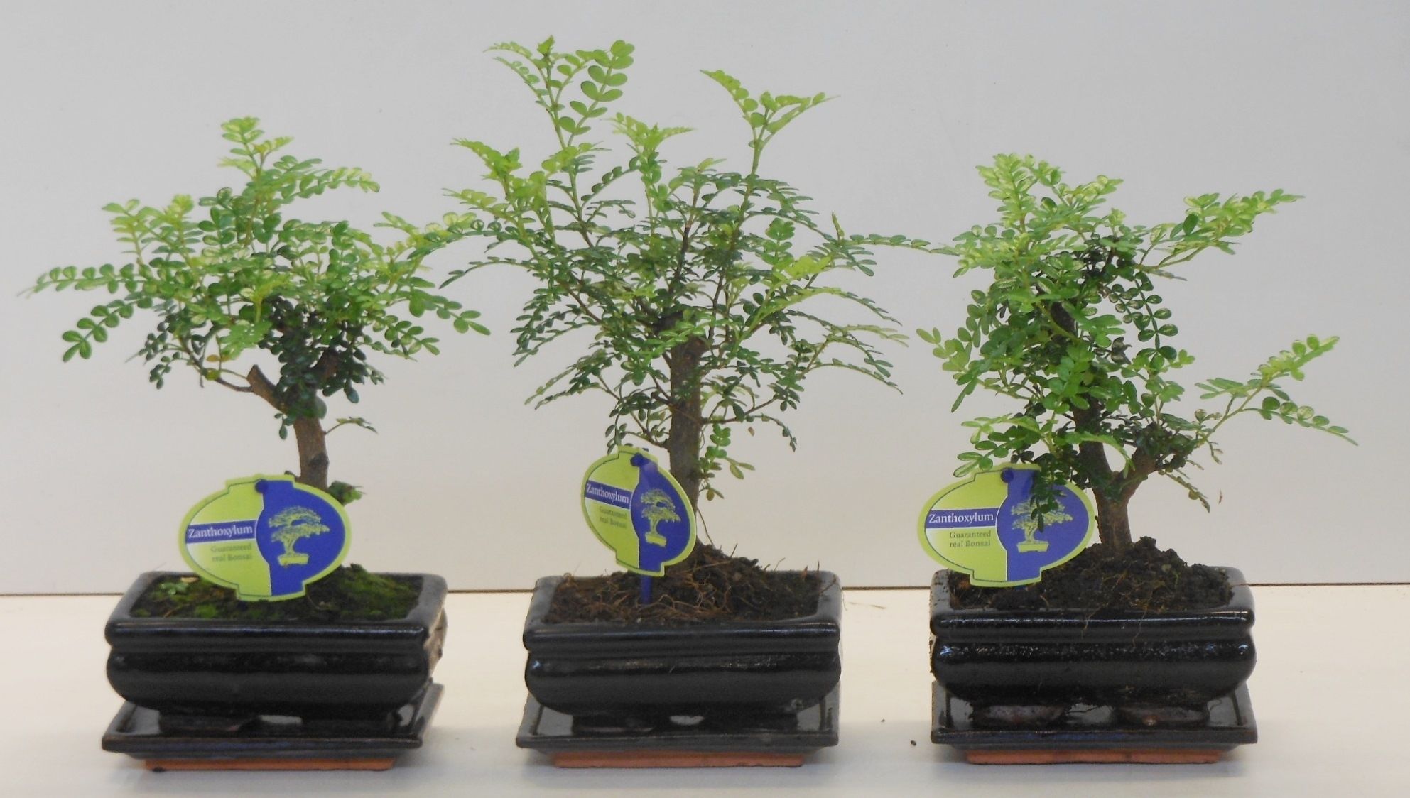 Горшечные цветы и растения оптом Zanthoxylum Piperitum, 15cm., Broom, With D от 10шт из Голландии с доставкой по России