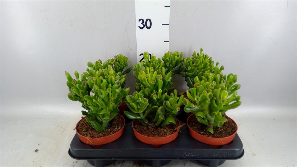 Горшечные цветы и растения оптом Crassula Ovata trompet A от 6шт из Голландии с доставкой по России