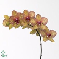 Срезанные цветы оптом Phalaenopsis golden treasure (per stem) от 10шт из Голландии с доставкой по России