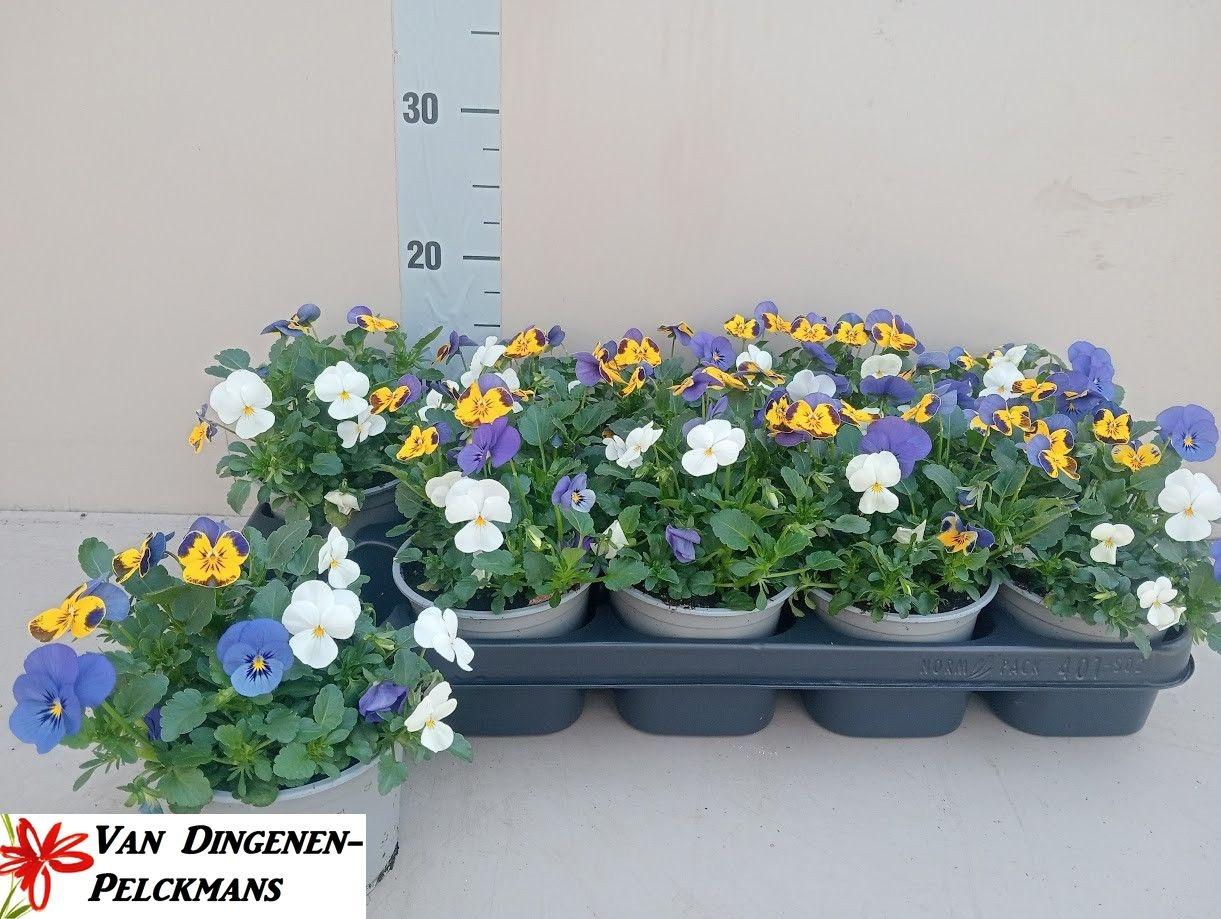 Горшечные цветы и растения оптом Vio Co Tw Gem от 10шт из Голландии с доставкой по России