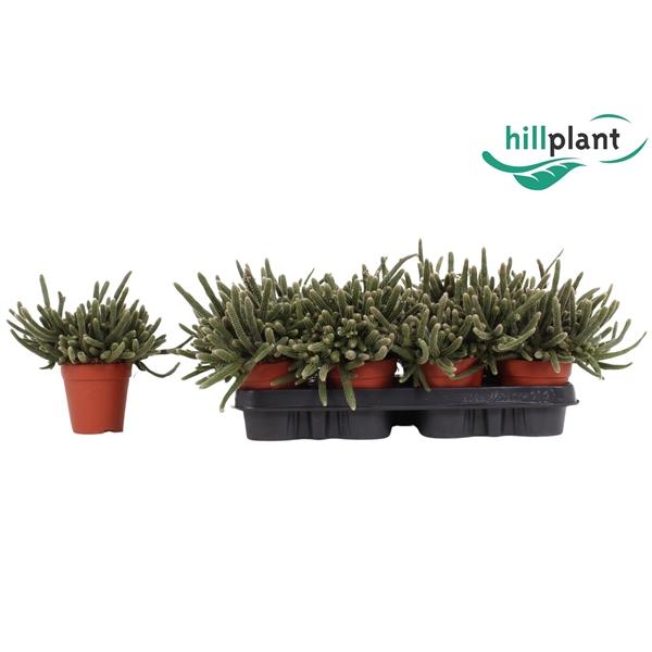 Горшечные цветы и растения оптом Rhipsalis Baccifera Horrida от 18шт (для телеги) из Голландии с доставкой по России