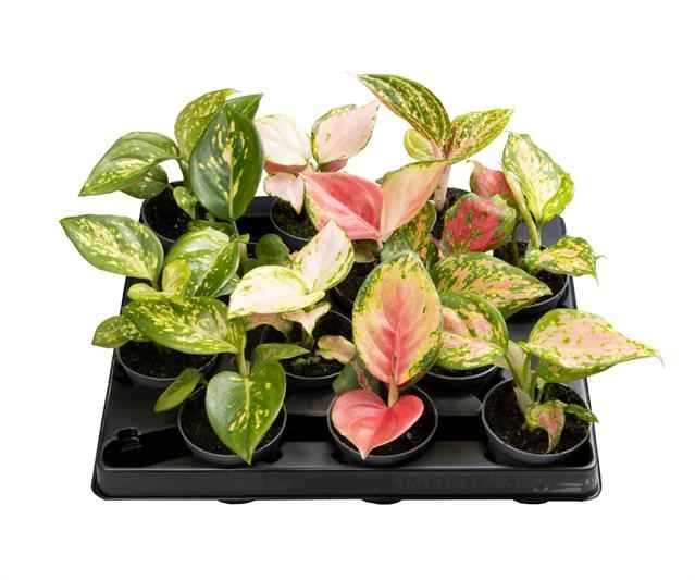 Горшечные цветы и растения оптом Aglaonema Mix Special от 12шт из Голландии с доставкой по России