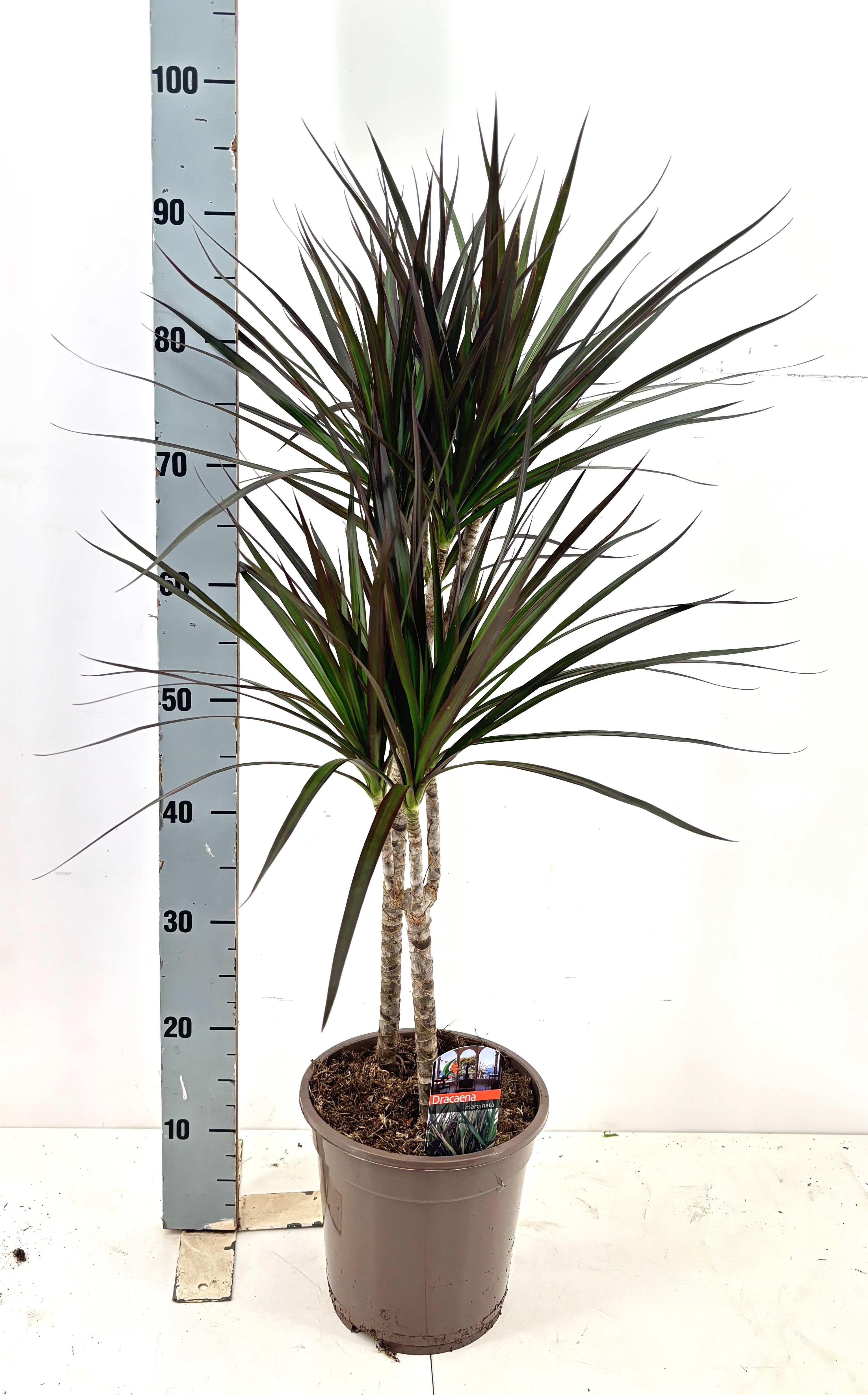 Горшечные цветы и растения оптом Dra Marg Magenta от 1шт из Голландии с доставкой по России