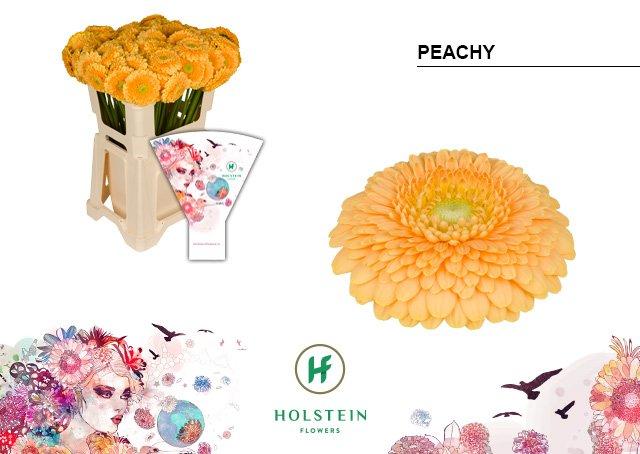 Срезанные цветы оптом Germini gerponi peachy от 80шт из Голландии с доставкой по России