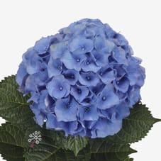 Срезанные цветы оптом Hydrangea royal palace от 10шт из Голландии с доставкой по России
