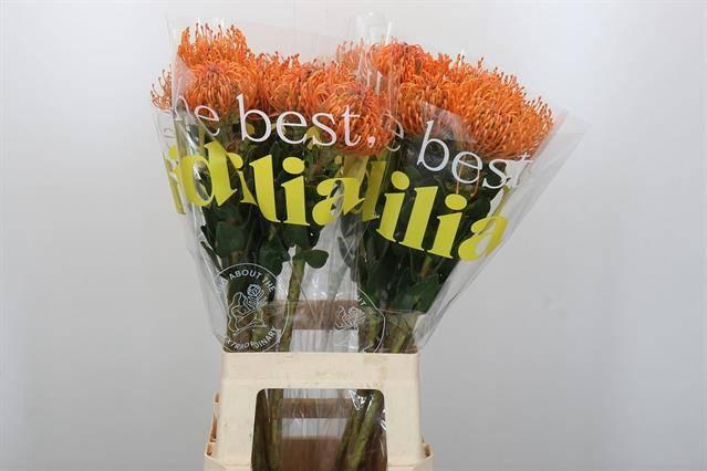 Срезанные цветы оптом Nutans ayoba mandarin zest от 20шт из Голландии с доставкой по России