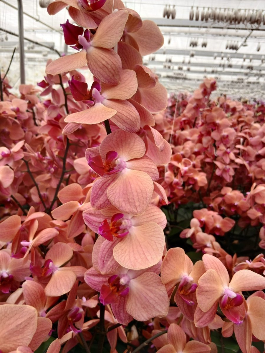Срезанные цветы оптом Phalaenopsis other (per flower) от 100шт из Голландии с доставкой по России