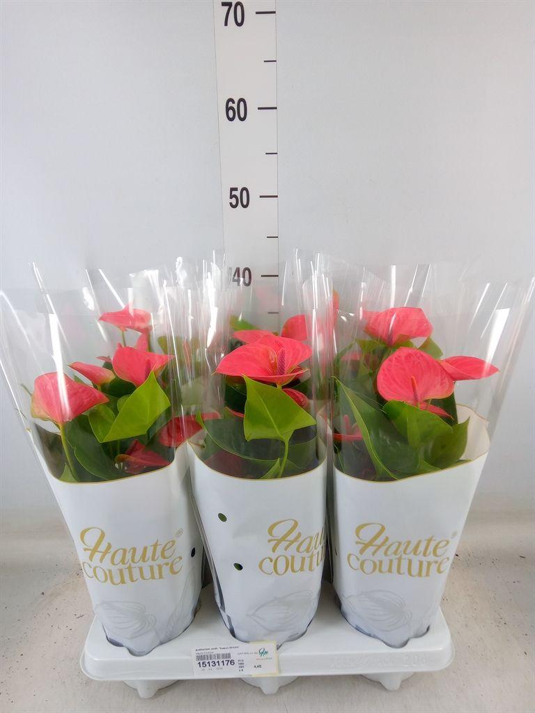 Горшечные цветы и растения оптом Anth An Sweet Dream 3+ Couture Sleeve от 6шт из Голландии с доставкой по России