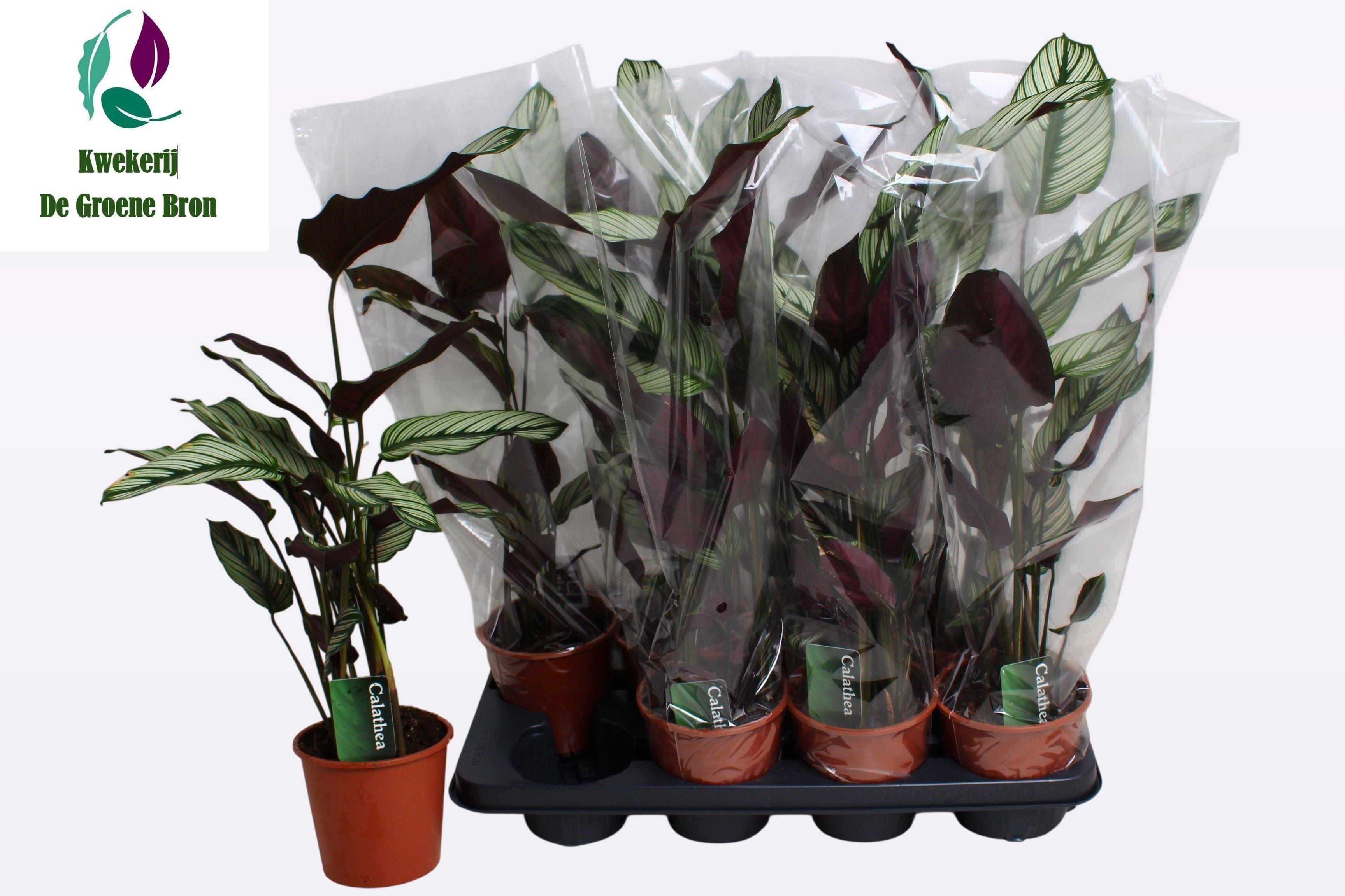 Горшечные цветы и растения оптом Calat Ma Whitestar от 8шт из Голландии с доставкой по России