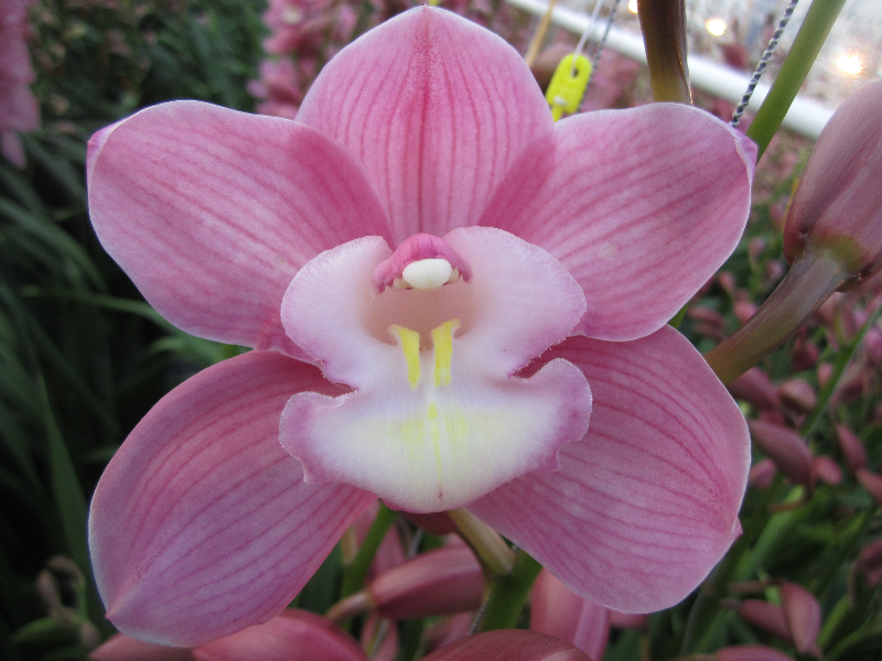 Срезанные цветы оптом Cymbidium pink marita от 8шт из Голландии с доставкой по России