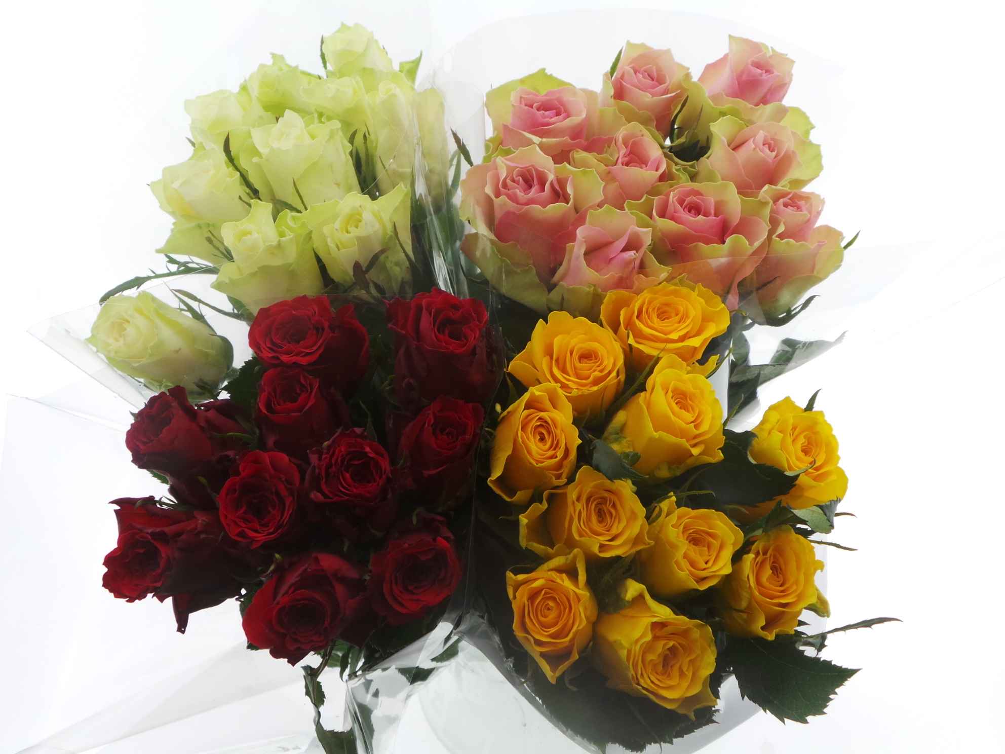 Срезанные цветы оптом Bouquet mono rosa x10 mix 40cm от 10шт из Голландии с доставкой по России