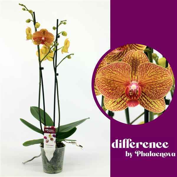Горшечные цветы и растения оптом Phal 2st Long Apollo 14+ (phalaenova) от 10шт из Голландии с доставкой по России