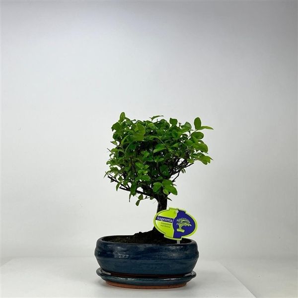 Горшечные цветы и растения оптом Bonsai Sageretia Theezans, 19 Cm., Broom, With Dri от 5шт из Голландии с доставкой по России