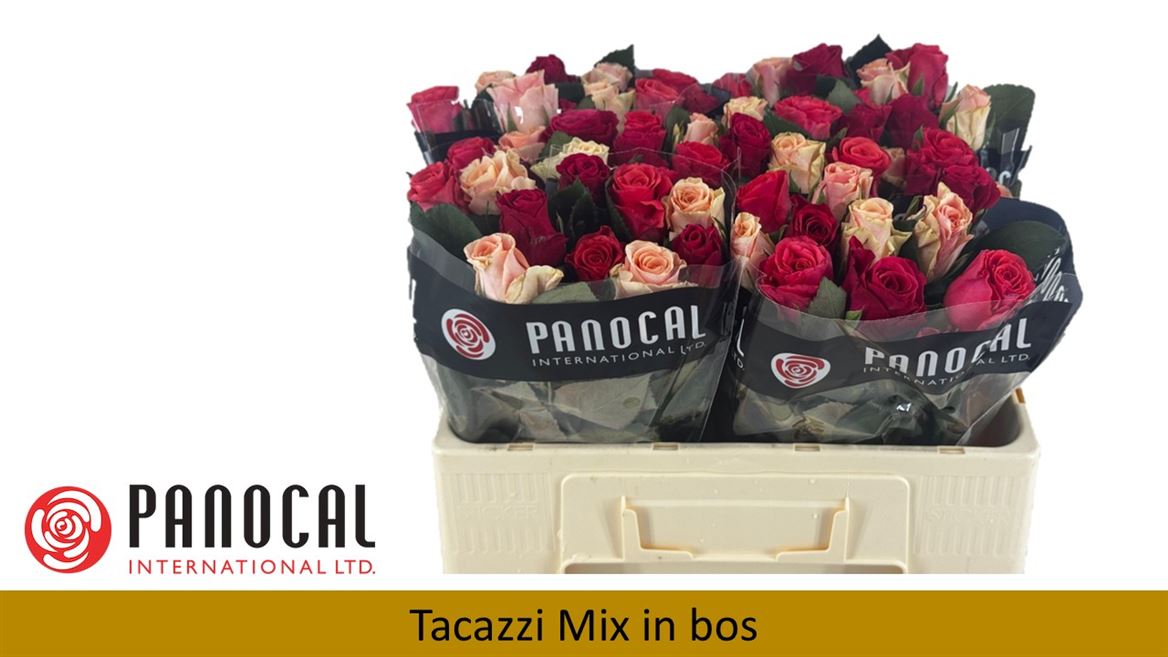 Срезанные цветы оптом Rosa large tacazzi mix от 60шт. из Голландии с доставкой по России