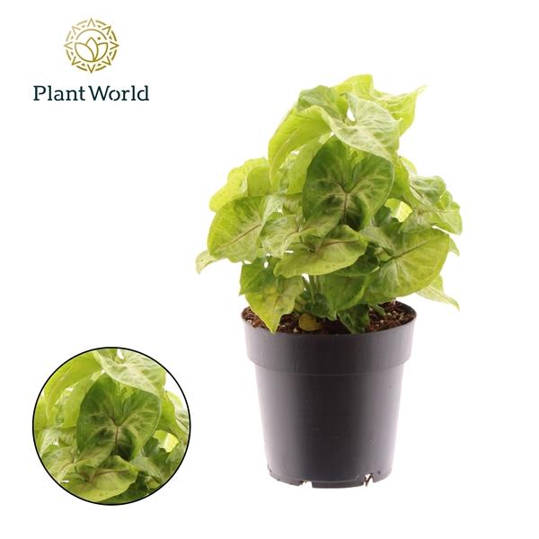 Горшечные цветы и растения оптом Syngonium Golden Allusion от 6шт из Голландии с доставкой по России