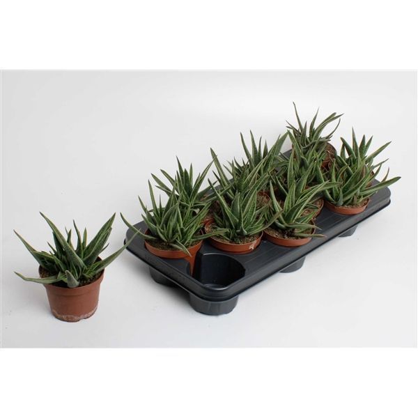 Горшечные цветы и растения оптом Gasteria Doreen (decorum) от 9шт из Голландии с доставкой по России