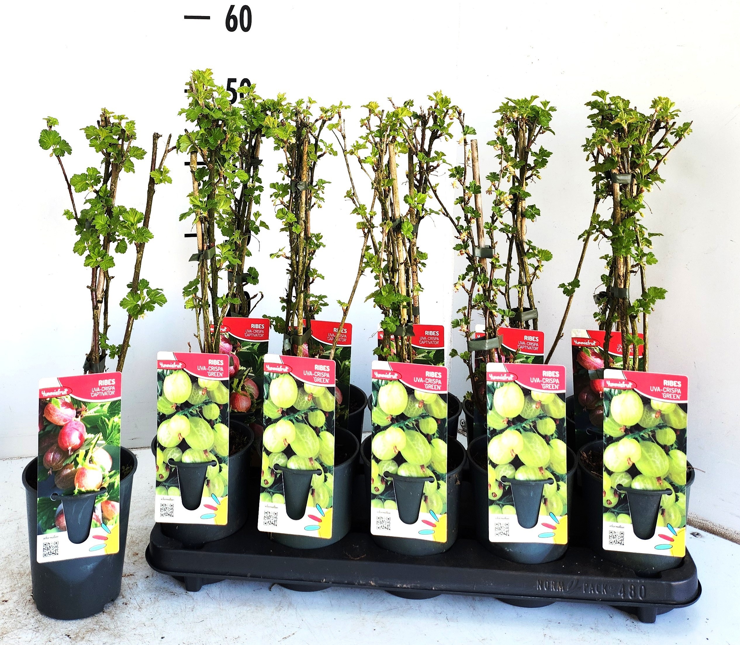 Горшечные цветы и растения оптом Ribes Ov от 10шт из Голландии с доставкой по России