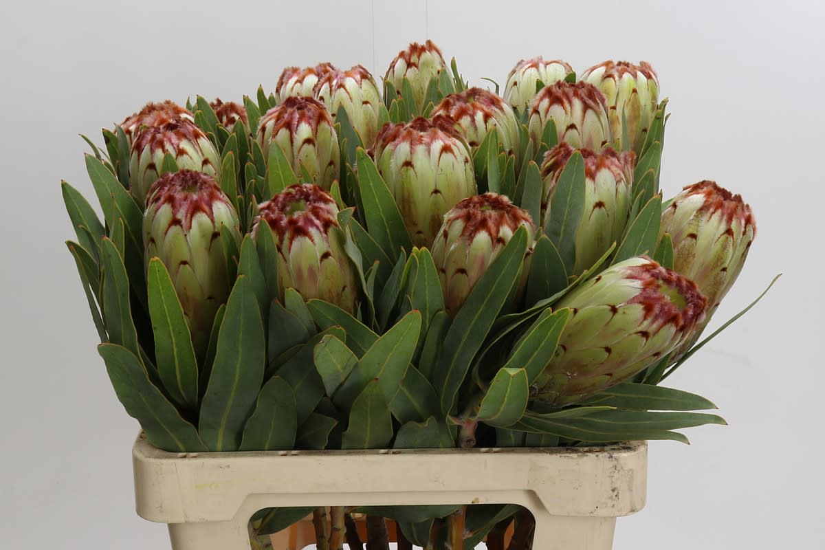 Срезанные цветы оптом Protea aurumn от 20шт из Голландии с доставкой по России