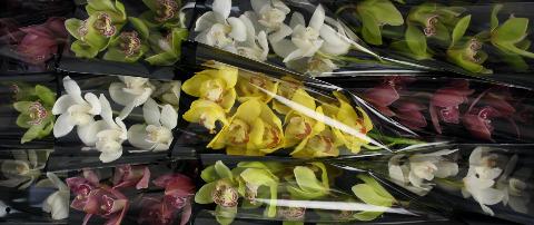 Срезанные цветы оптом Cymbidium mix от 12шт.. из Голландии с доставкой по России