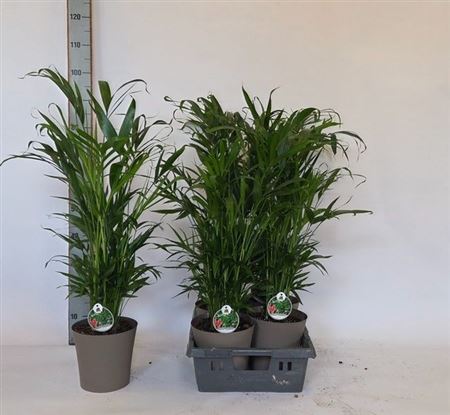 Горшечные цветы и растения оптом Chamaed Cataractarum 25pp In Deco Pot от 4шт из Голландии с доставкой по России