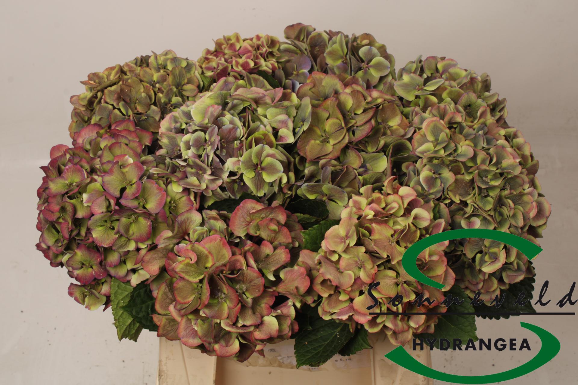 Срезанные цветы оптом Hydrangea mag harlekijn classic от 10шт из Голландии с доставкой по России