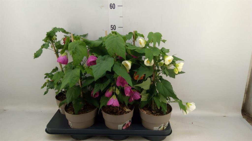 Горшечные цветы и растения оптом Abutilon   ...mix от 6шт из Голландии с доставкой по России