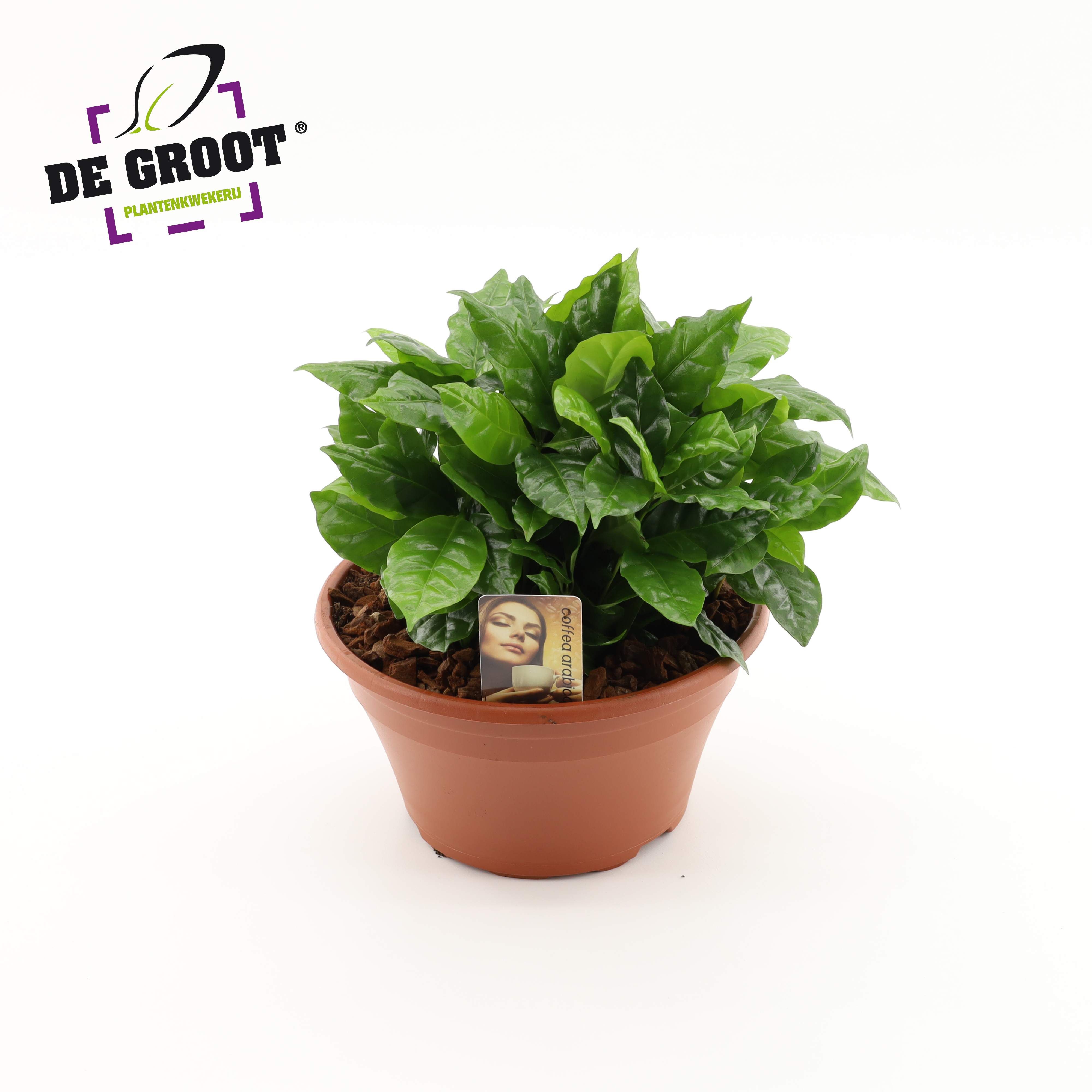 Горшечные цветы и растения оптом Coffea Arabica Bowl от 2шт из Голландии с доставкой по России