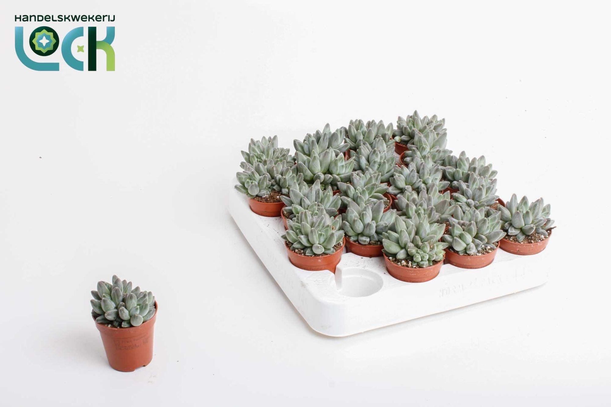 Горшечные цветы и растения оптом Echev  X Hookeri от 20шт (для телеги) из Голландии с доставкой по России