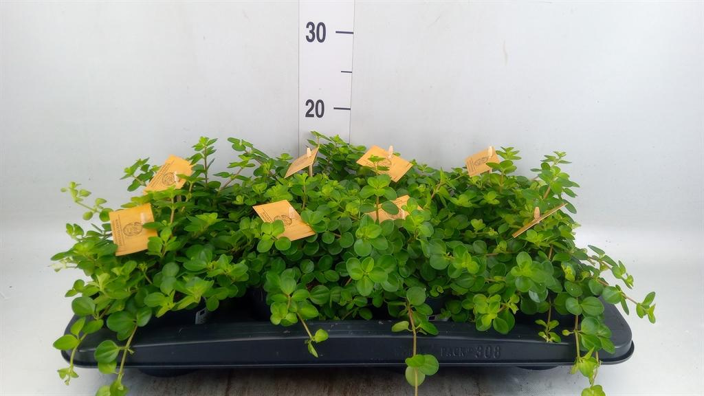 Горшечные цветы и растения оптом Peperomia Rotundifolia от 8шт из Голландии с доставкой по России
