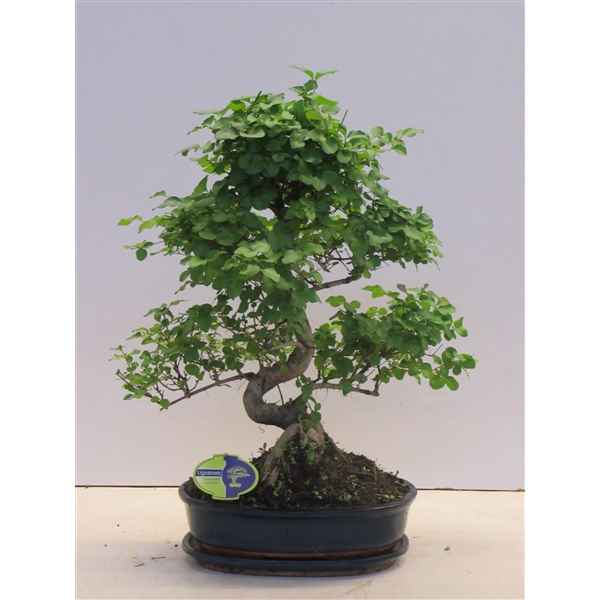 Горшечные цветы и растения оптом Bonsai Ligustrum Sinensis Shape With Drip Tray от 2шт из Голландии с доставкой по России