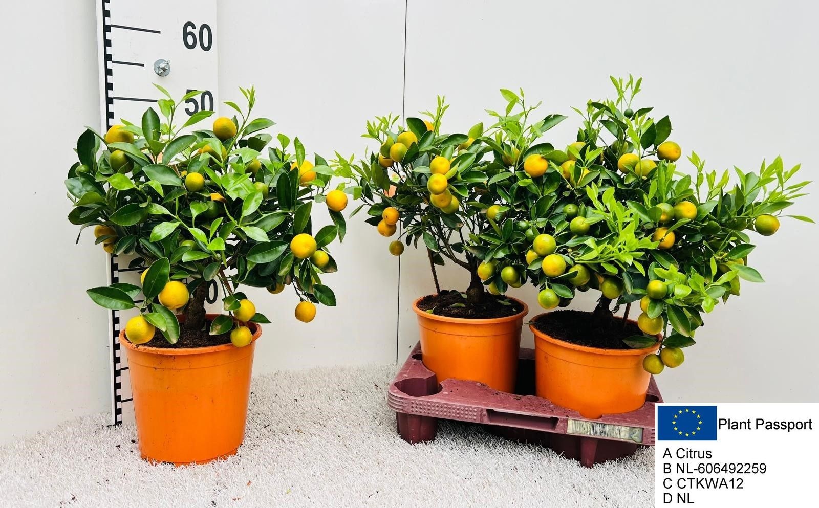 Горшечные цветы и растения оптом Citr Microcarpa от 2шт (для телеги) из Голландии с доставкой по России