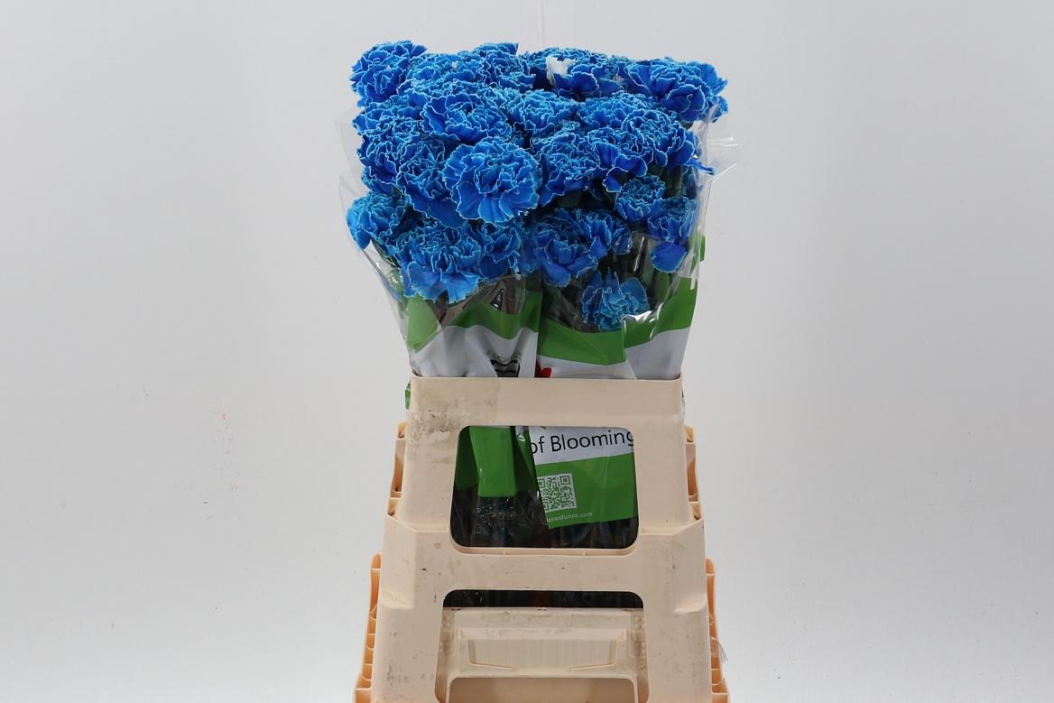 Срезанные цветы оптом Dianthus st paint molly black от 80шт. из Голландии с доставкой по России