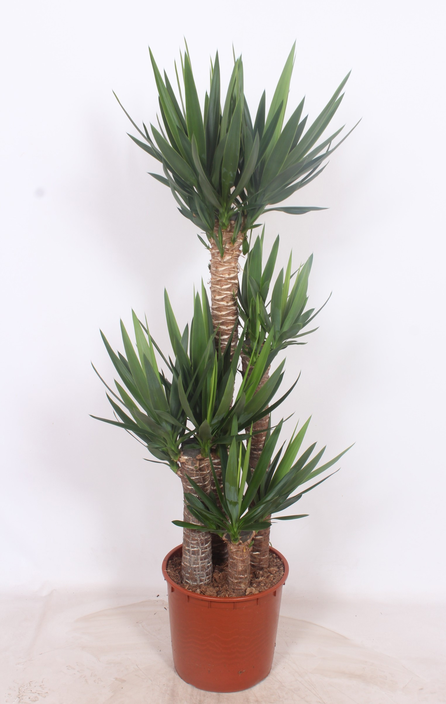 Горшечные цветы и растения оптом Yucca Elephantipes 120-90-60-30 Xl от 1шт из Голландии с доставкой по России