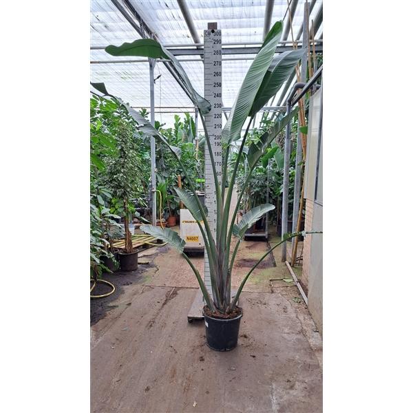 Горшечные цветы и растения оптом Strelitzia Nicolaii от 1шт из Голландии с доставкой по России