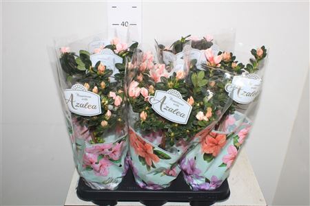 Горшечные цветы и растения оптом Rhodo Si Gem Stam * Spring Deal * от 6шт из Голландии с доставкой по России