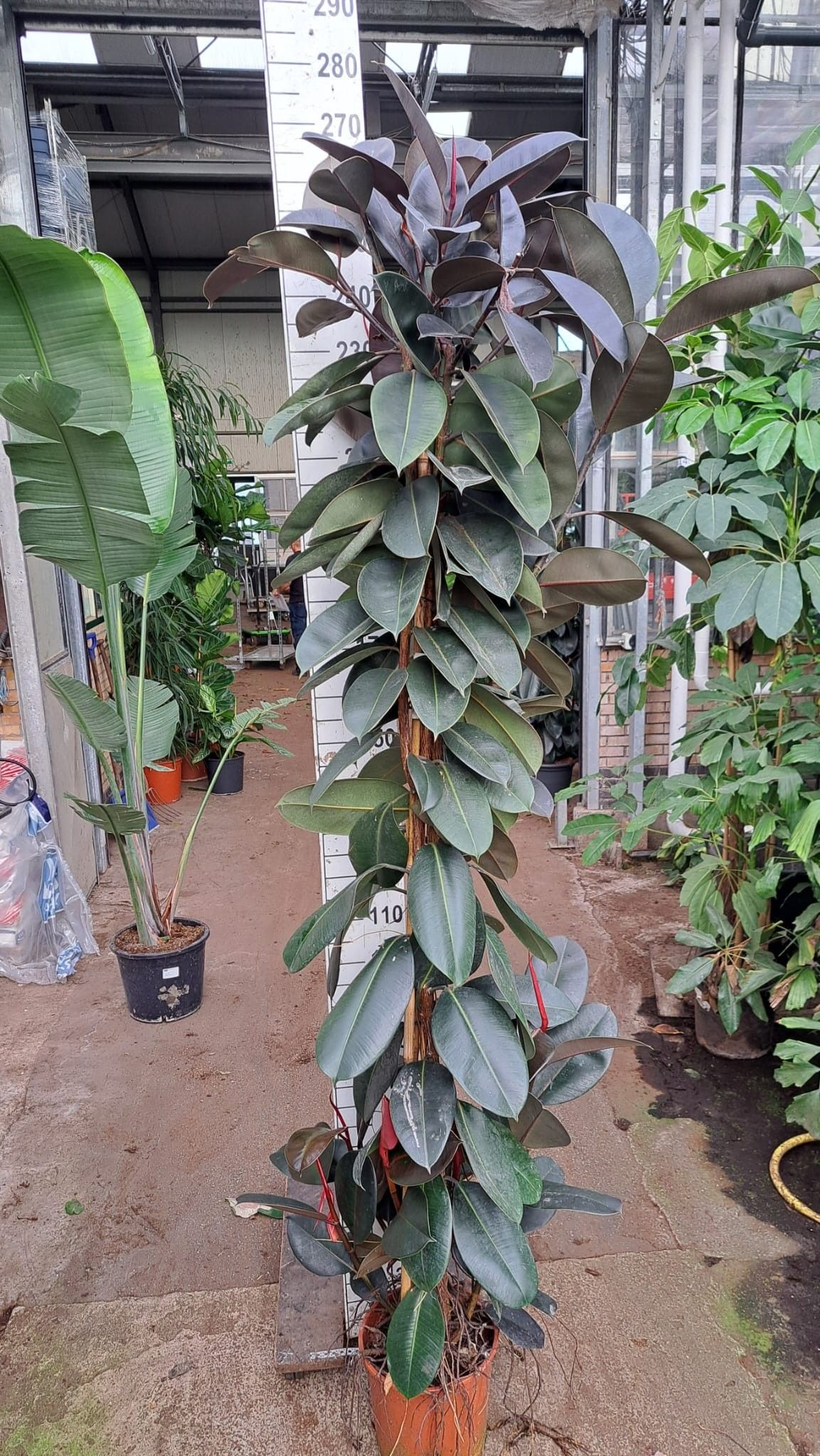 Горшечные цветы и растения оптом Ficus El Abidjan Multistam от 1шт из Голландии с доставкой по России